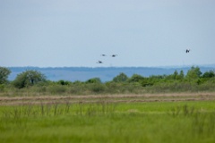 Grus_vipio_2024_0605_1306