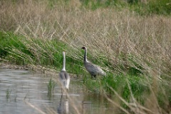 Grus_vipio_2024_0605_1709