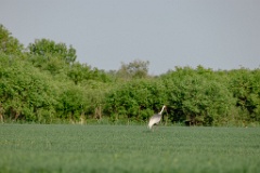 Grus_vipio_2024_0605_1847-4