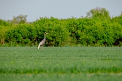 Grus_vipio_2024_0605_1848-2