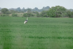 Grus_vipio_2024_0605_1907