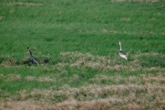 Grus_vipio_2024_0607_0810-3