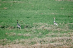 Grus_vipio_2024_0607_0810-4