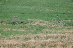 Grus_vipio_2024_0607_0810