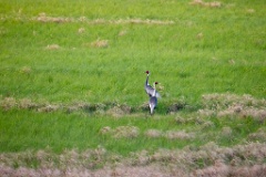 Grus_vipio_2024_0607_0811