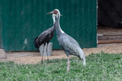 zoo_Grus_vipio_2024_0604_2057