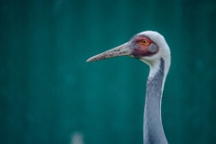 zoo_Grus_vipio_2024_0604_2059