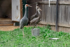 zoo_Grus_vipio_2024_0605_1604-2