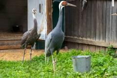 zoo_Grus_vipio_2024_0605_1604