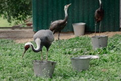 zoo_Grus_vipio_2024_0605_1610