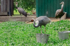 zoo_Grus_vipio_2024_0605_1613