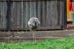 zoo_Grus_vipio_2024_0605_1615-4