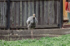 zoo_Grus_vipio_2024_0605_1615-5