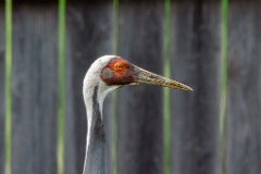 zoo_Grus_vipio_2024_0605_1615-6