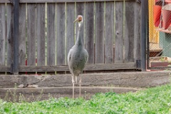 zoo_Grus_vipio_2024_0605_1615