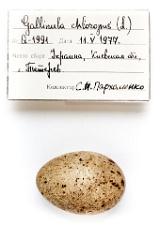 eggs_apart_Gallinula_chloropus201009201513