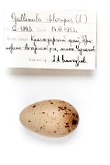 eggs_apart_Gallinula_chloropus201009201516