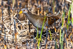 0_Porzana_porzana_2022_0429_1538-5