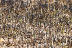 Porzana_porzana_2022_0429_1508