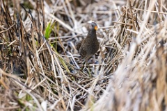 Porzana_porzana_2022_0429_1509-4