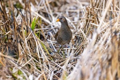 Porzana_porzana_2022_0429_1509-5