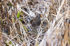 Porzana_porzana_2022_0429_1509-6