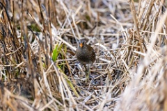 Porzana_porzana_2022_0429_1509