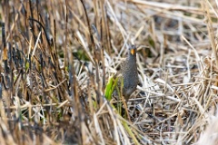 Porzana_porzana_2022_0429_1525-5