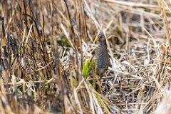 Porzana_porzana_2022_0429_1525-6