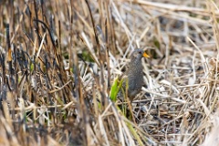 Porzana_porzana_2022_0429_1525