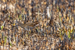 Porzana_porzana_2022_0429_1537-2