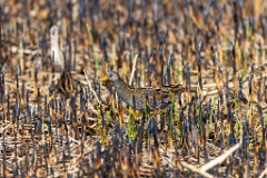 Porzana_porzana_2022_0429_1537