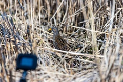 Porzana_porzana_2022_0429_1538-4