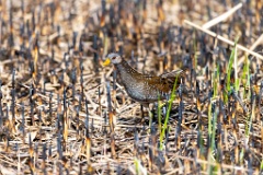 Porzana_porzana_2022_0429_1538-6