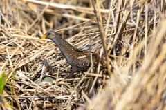 Porzana_porzana_2022_0429_1538