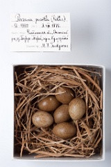 eggs_museum_Porzana_pusilla201009201552