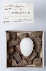 eggs_museum_Aethia_pygmaea201009241300