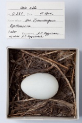 eggs_museum_Alle_alle201009241302