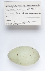eggs_apart_Branchyramphus_marmoratus201009241331