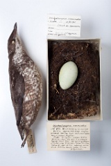 eggs_museum_Branchyramphus_marmoratus201009241330