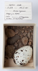 eggs_museum_Cepphus_carbo201009241318