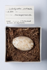 eggs_museum_Cyclorrhynchus_psittacula201009241305