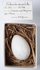 eggs_museum_Fratercula_corniculata201009241200