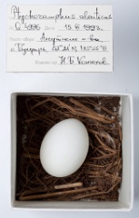 eggs_museum_Ptychoramphus_aleuticus201009241140