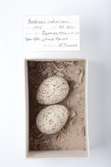 eggs_museum_Burhinus_oedicnemus201009211227