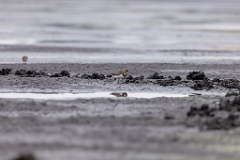 Arenaria_interpres_2022_0929_1331