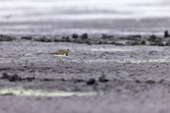 Arenaria_interpres_2022_0929_1333-2