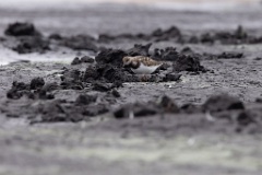 Arenaria_interpres_2022_0929_1333