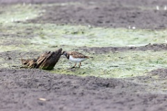 Arenaria_interpres_2022_0929_1644-3