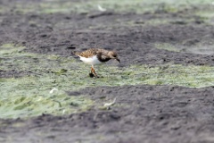 Arenaria_interpres_2022_0929_1645-2